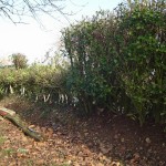 Plessage des haies du Perche