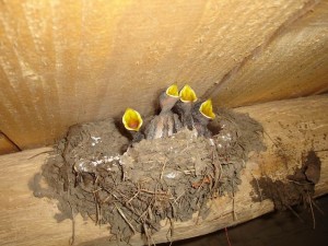 oisillon d'hirondelles chez nous
