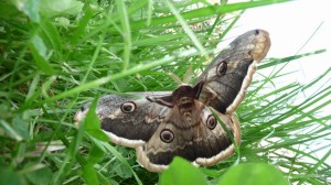 papillon-grand-paon-de-nuit-dans-le-perche-mai-2010